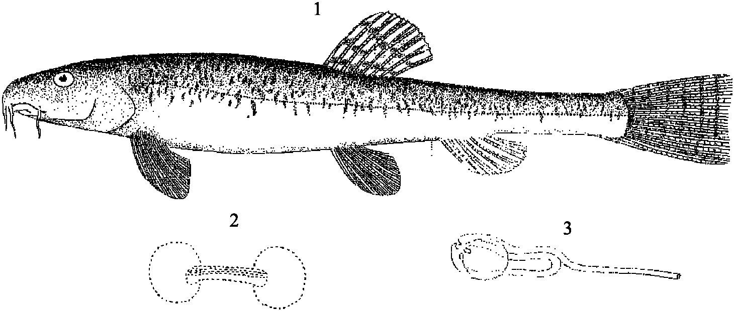 中亞高原鰍